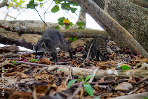 mapaches buscando comida