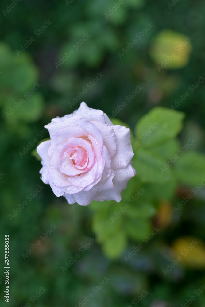 Beautiful multi-colored roses bloom in the garden in the autumn afternoon, with green leaves in the background