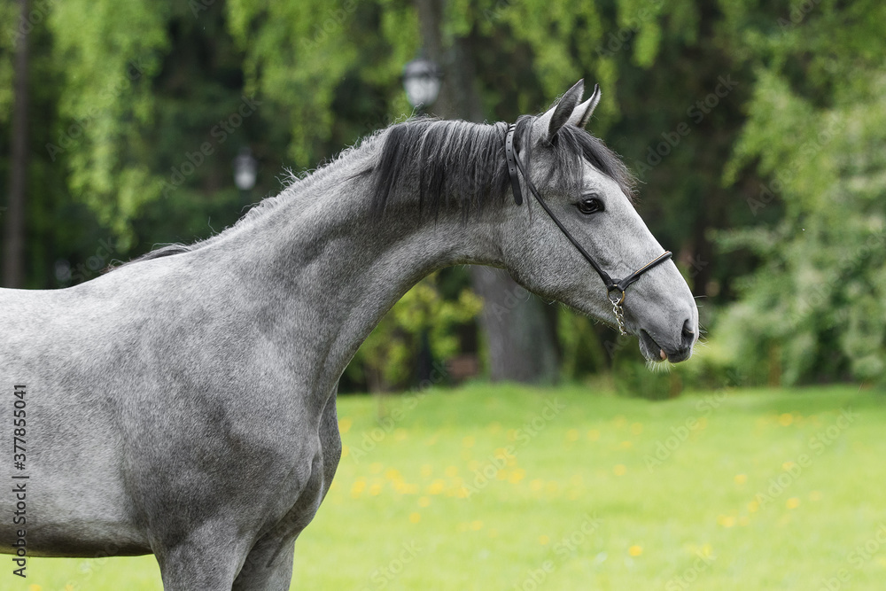 Portrait of a beautiful gray horse on natural green summer background, head closeup Portrait of a beautiful gray horse on natural green summer background, head closeup