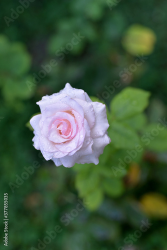 Beautiful multi-colored roses bloom in the garden in the autumn afternoon, with green leaves in the background