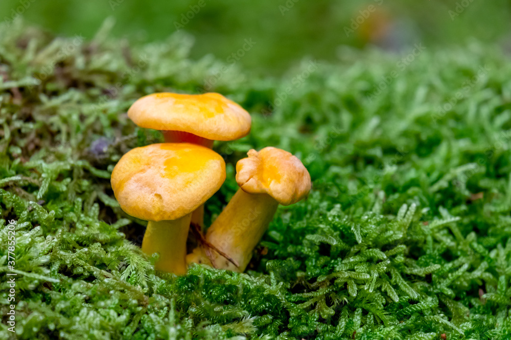 Group of Golden chanterelles-mushrooms close-up CANTHARELLUS CIBARIUS in the moss on the ground in the forest on an autumn day. Group of Golden chanterelles-mushrooms close-up CANTHARELLUS CIBARIUS in the moss on the ground in the forest on an autumn day.