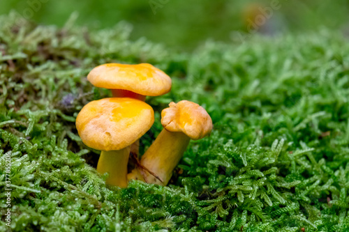 Group of Golden chanterelles-mushrooms close-up CANTHARELLUS CIBARIUS in the moss on the ground in the forest on an autumn day.