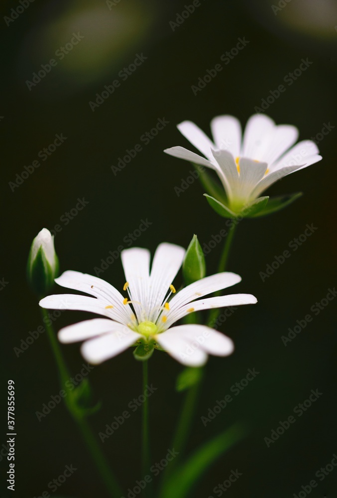 whit flowers. whit flowers.