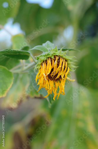 Sunflower in a field against a tree background