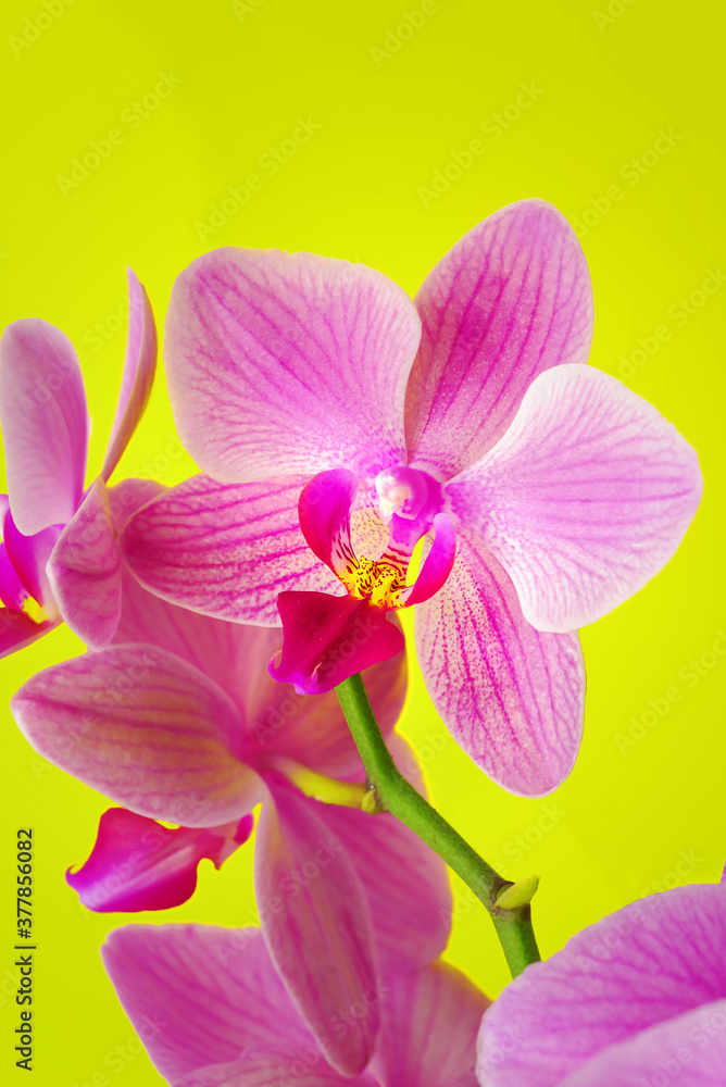 Fototapeta premium violet purple doritaenopsis orchid against solid yellow background