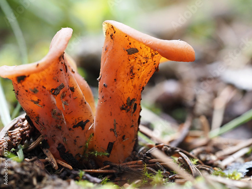 CRATERELLUS CORNUCOPIOIDES mushroom photo