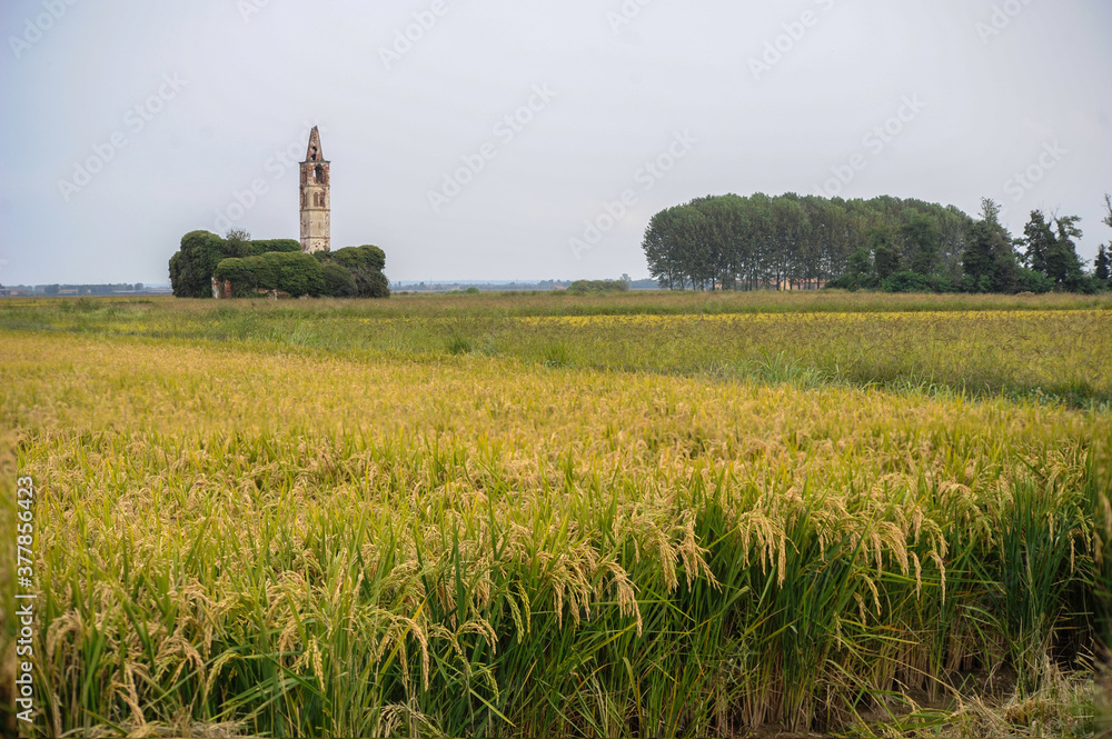 campi di riso nel Novarese con chiesa sullo sfondo