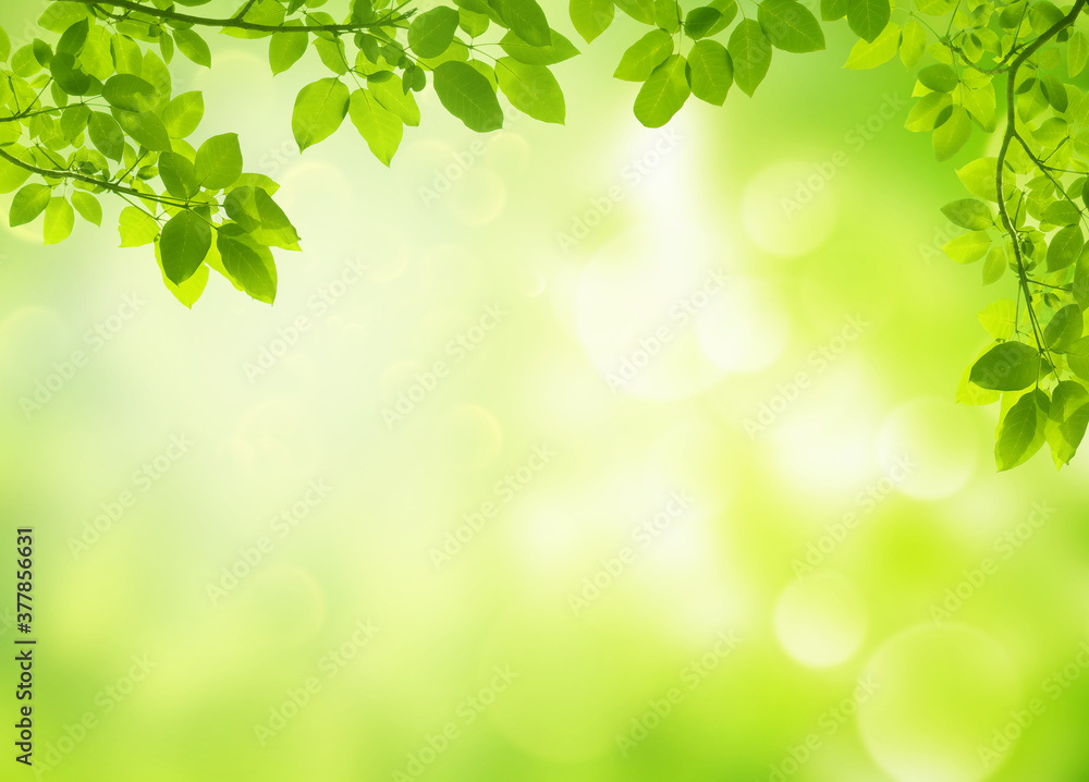 Green natural view of Green leaves in park with blurry image green trees and sunlight in the morning. Green natural view of Green leaves in park with blurry image green trees and sunlight in the morning.