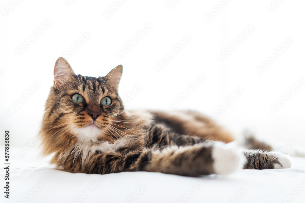 Obraz premium Grey cat lying on bed.