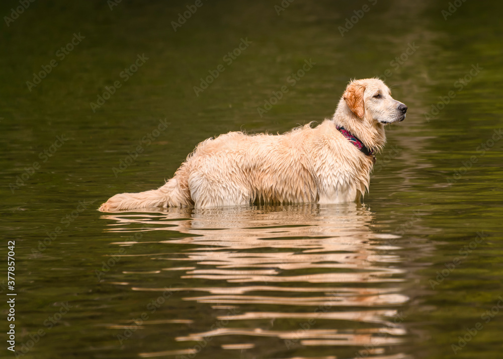 Adorable dog playing in the water Adorable dog playing in the water