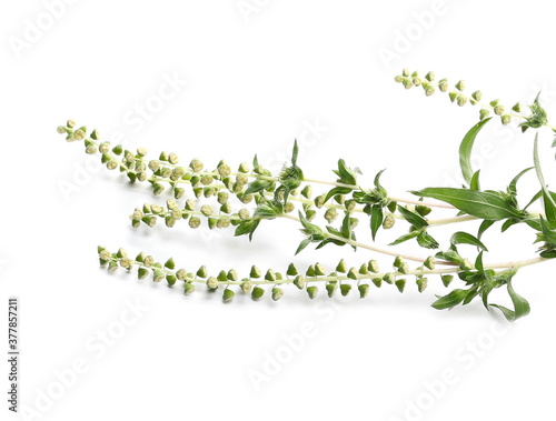 Common Ragweed (Ambrosia artemisiifolia) isolated on white background