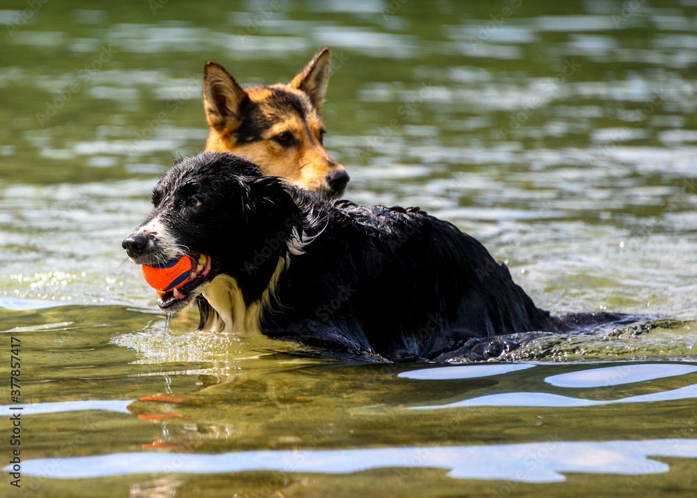 Adorable dogs playing in the water Adorable dogs playing in the water