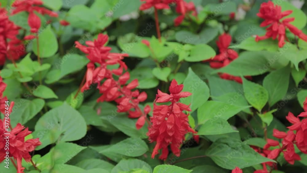 Beautiful red flowers on a flower bed. Beautiful red flowers on a flower bed.