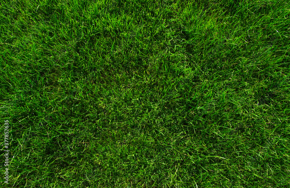 Background of a green grass. Background of a green grass.