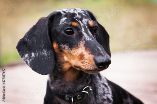 Portrait of a marbled dachshund © katamount