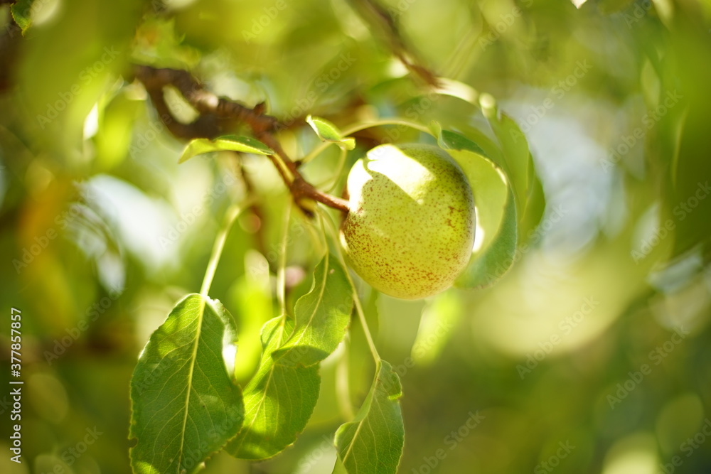 Ripe green pear fruit on a branch in a sunny summer garden