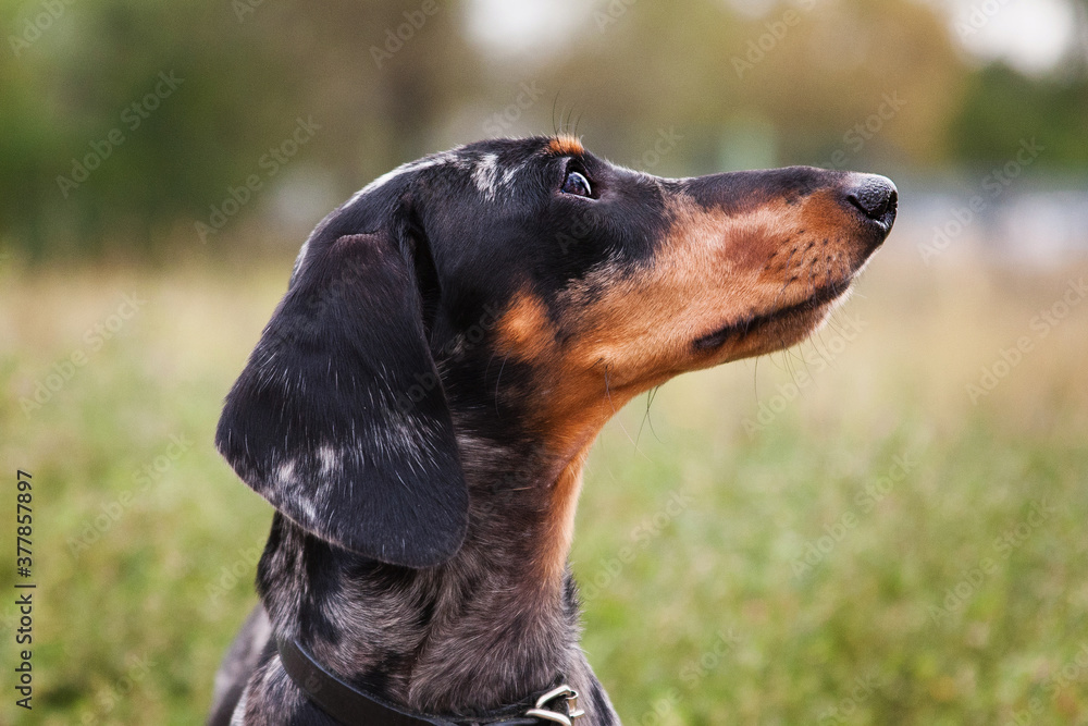 Portrait of a dachshund in profile