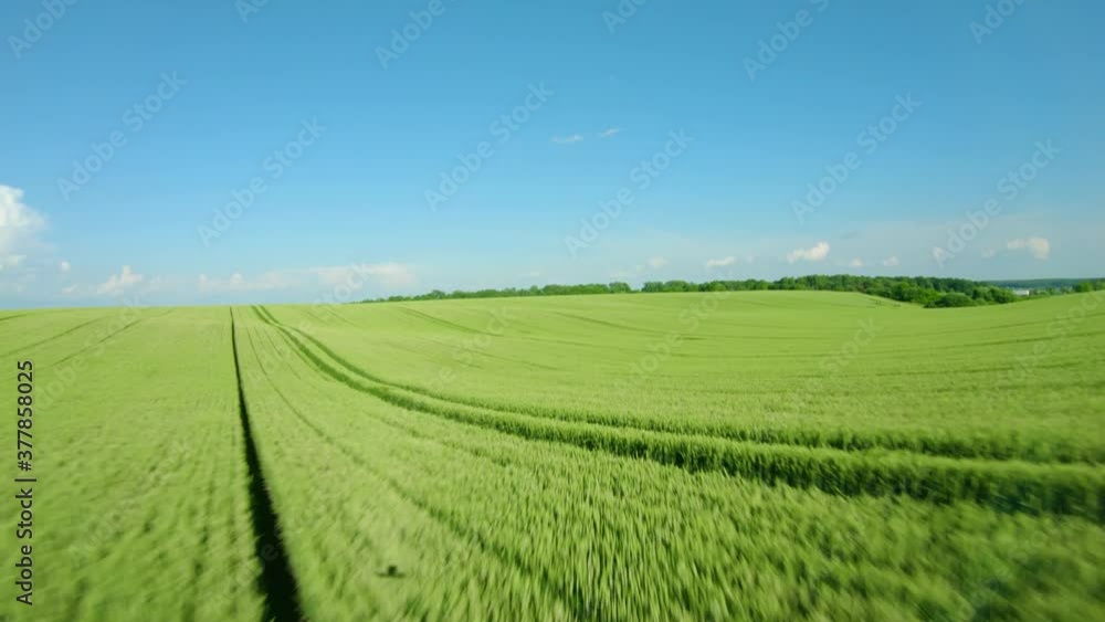 Flying over a green wheat field, clear blue sky. Agricultural industry. Natural texture background in motion. Filmed by FPV drone Flying over a green wheat field, clear blue sky. Agricultural industry. Natural texture background in motion. Filmed by FPV drone