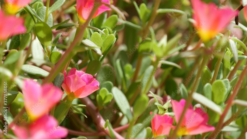 Pink flowers growing in garden. Beautiful pink flowers growing on green flowerbed on sunny day in park in summer Pink flowers growing in garden. Beautiful pink flowers growing on green flowerbed on sunny day in park in summer