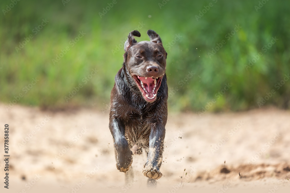 Obraz premium Labrador in Action