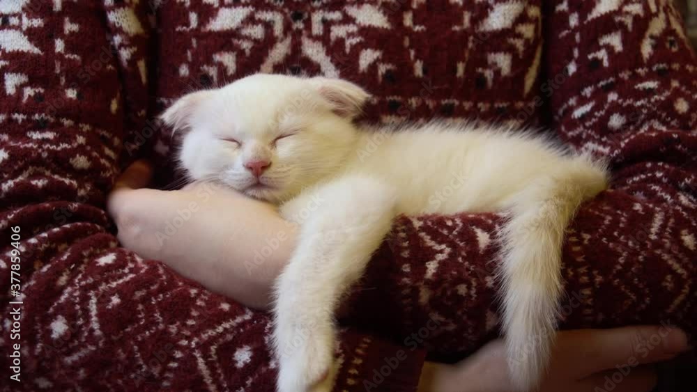 Person in red Christmas sweater holds little beautiful scottish fold cat. White sleeping lop-eared kitten lies in human arms. Person in red Christmas sweater holds little beautiful scottish fold cat. White sleeping lop-eared kitten lies in human arms.