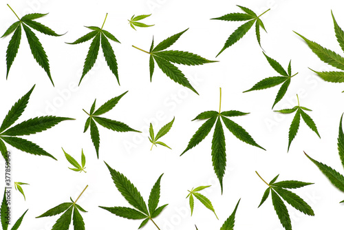 Pattern of marijuana leaves on white background