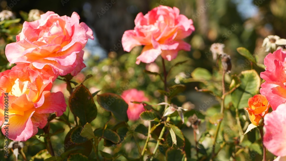 English roses garden. Rosarium Floral background. Tender flowers Blooming, honey bee collects pollen. Close-up of rosary flower bed. Flowering bush, selective focus with insects and delicate petals. English roses garden. Rosarium Floral background. Tender flowers Blooming, honey bee collects pollen. Close-up of rosary flower bed. Flowering bush, selective focus with insects and delicate petals.