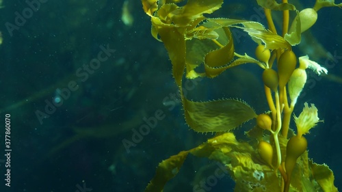 Light rays filter through a Giant Kelp forest. Macrocystis pyrifera. Diving, Aquarium and Marine concept. Underwater close up of swaying Seaweed leaves. Sunlight pierces vibrant exotic Ocean plants photo