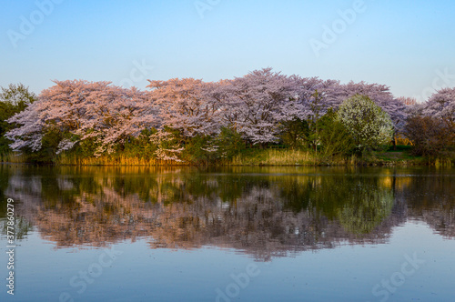Landscape reflection cherry blossom (Japanese sakura) beside the pond around Amakubo Park inside the campus area during the peak of spring in the afternoon - Spring, Tsukuba