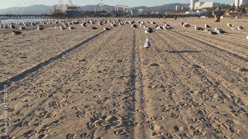 Sea gulls on sunny sandy california beach, classic ferris wheel in amusement park on pier in Santa Monica pacific ocean resort. Summertime iconic view, symbol of Los Angeles, CA USA. Travel concept