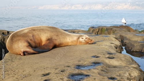 Sea lion on the rock in La Jolla. Wild eared seal resting near pacific ocean on stone. Funny wildlife animal lazing on the beach. Protected marine mammal in natural habitat  San Diego  California USA