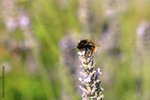 Bumblebee (Bombus) on Lavender (Lavandula) © Dynamoland