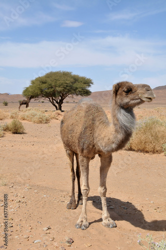 Camello en un paisaje des  rtico del sur de Marruecos