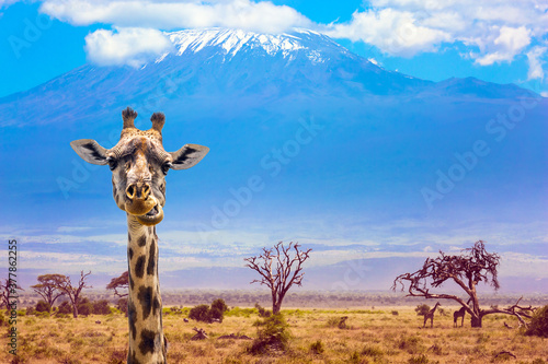Photography Funny chewing giraffe