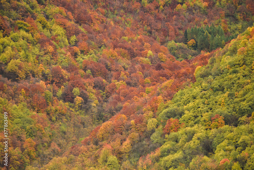 colorful autumn woods on the mountain slopes © framarzo