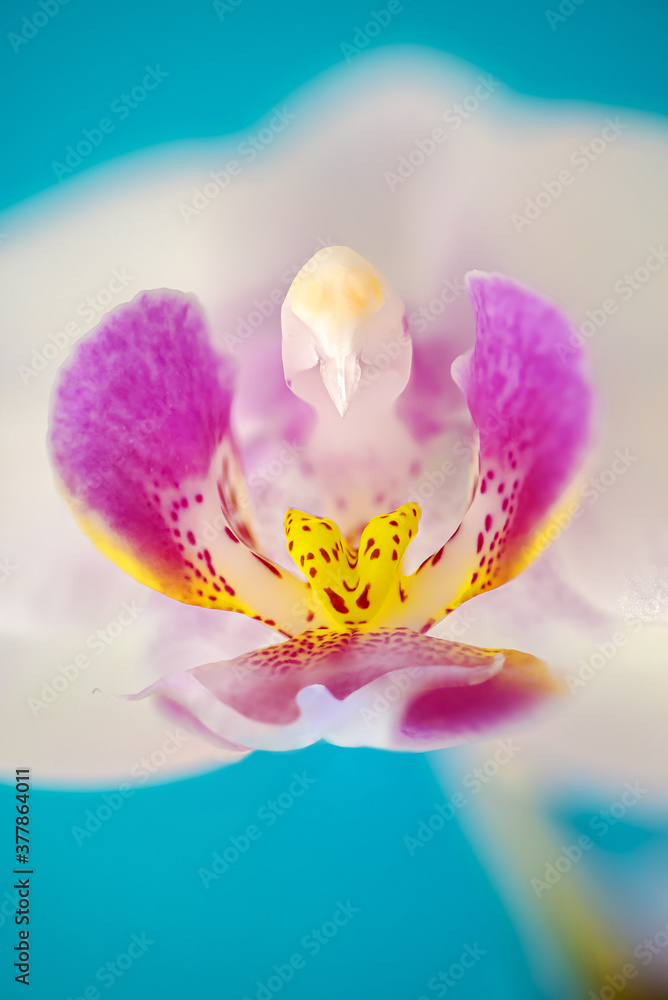 details of labellum and column of white phalaenopsis orchid flower against solid cyan background details of labellum and column of white phalaenopsis orchid flower against solid cyan background