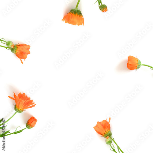 Calendula flowers wreath on a white background. Floral eco composition with copy space.