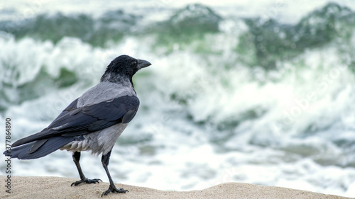 Hooded crow (Corvus cornix) watching over the sea waves