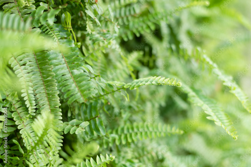 green fern with leaves on the wall green fern with leaves on the wall