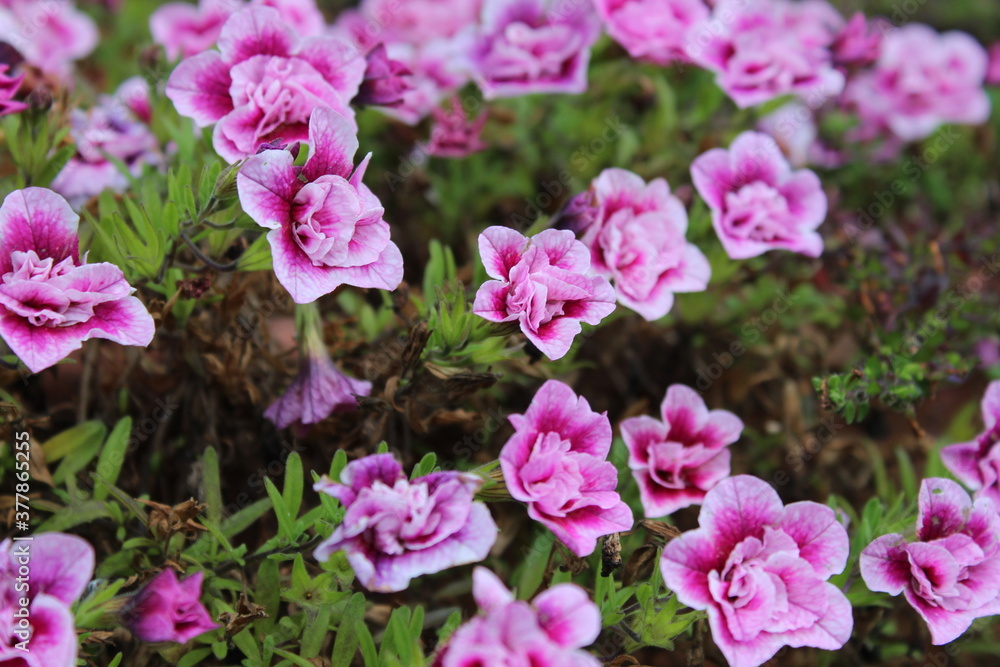 autumn in flowers