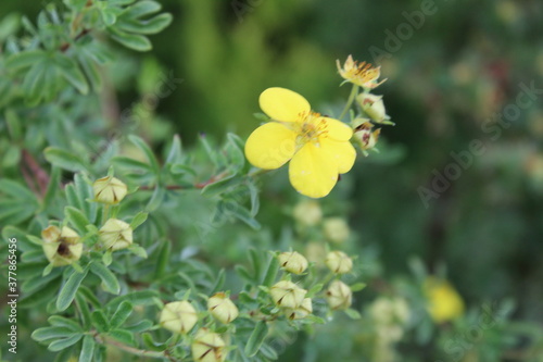 autumn in flowers