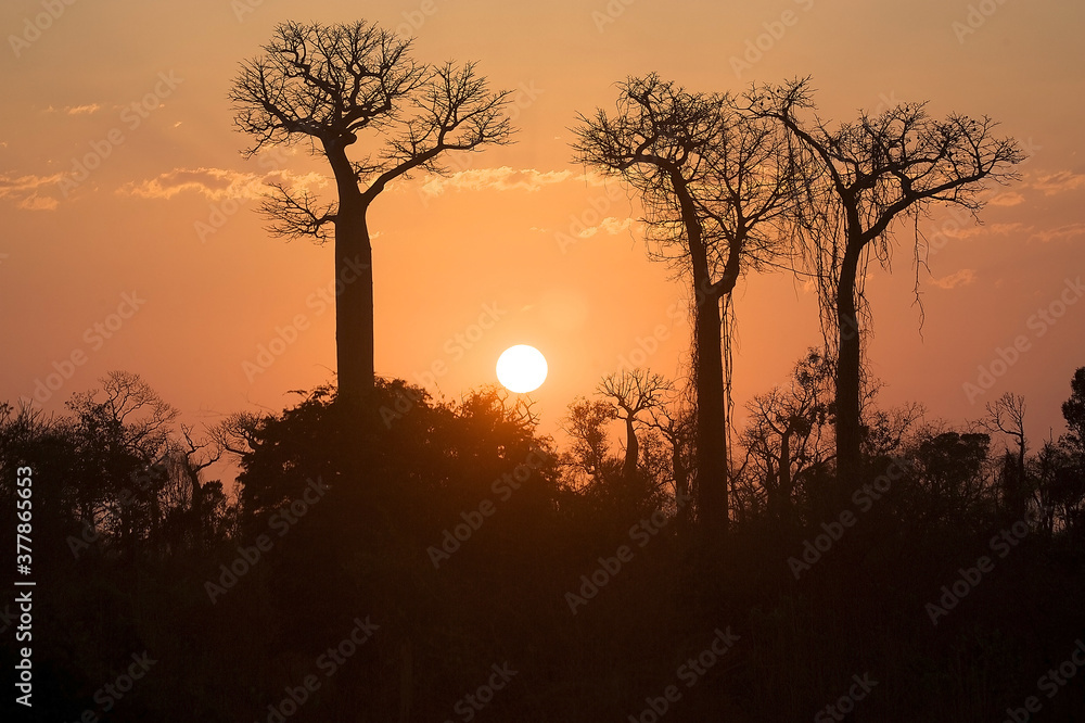 Fototapeta premium Sunrise with baobab in Madagascar
