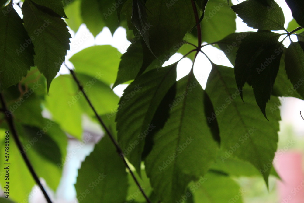 Obraz premium autumn in flowers