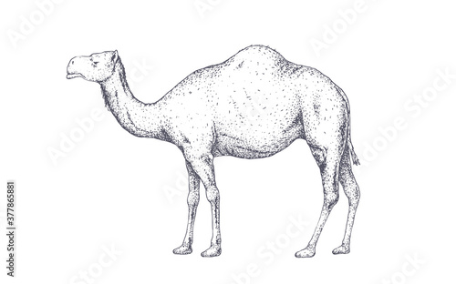Camel, dromedary. Vintage retro print, black white camel drawing, engrave old school style. Sketch artwork silhouette camel on white background. Side view profile. Vector Illustration