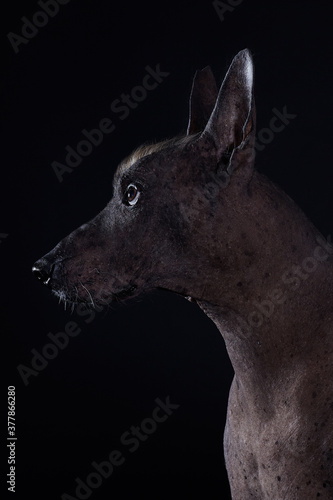 Close up profile portrait of handsome dog of rare breed named Xoloitzcuintle, or Mexican Hairless, standard size with serious look and dark skin on black background. Bronze skin, Mohawk on the head. © Elena