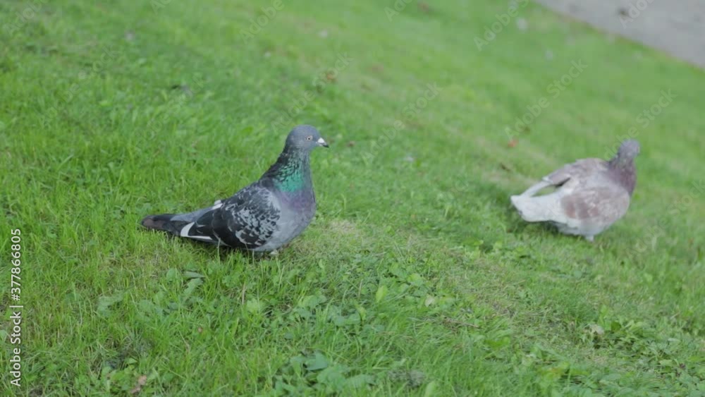 City pigeons sit on the grass in the park. City pigeons sit on the grass in the park.