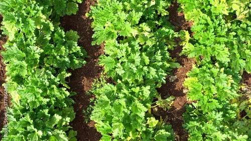 Rows of ripe Zucchini plants ready for picking, Aerial view. photo