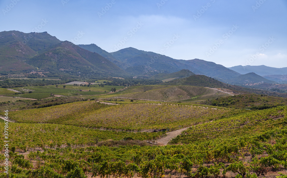 Grape harvest for wine production, Corsica