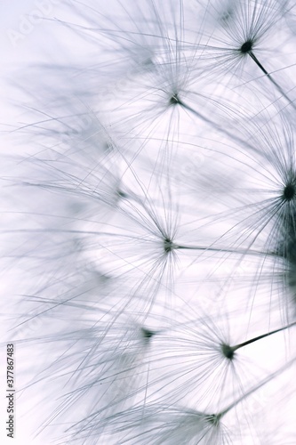 dandelion seed in the nature in summer season, white and abstract background