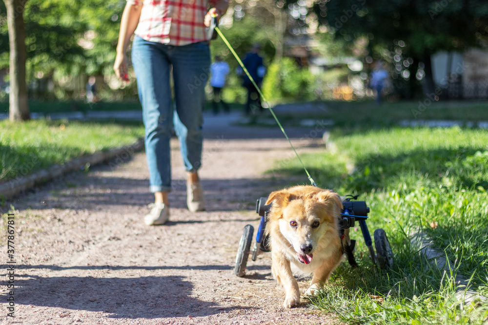 Woman walks with a dog in a wheelchair. Day in the life of dog with disability.